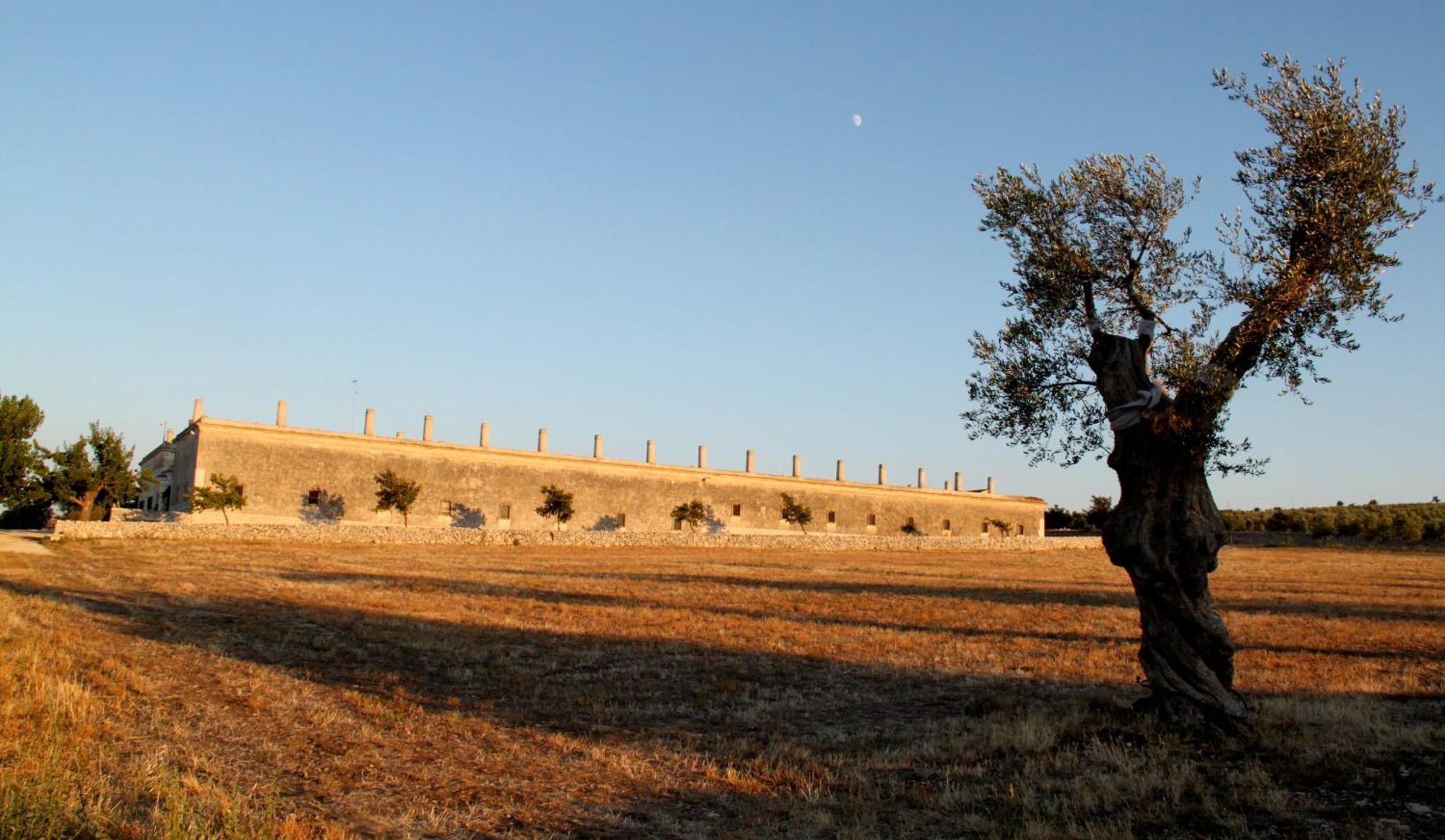 Lama Di Luna Biomasseria Montegrosso Buitenkant foto
